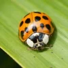 Asian-lady-beetle.webp
