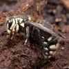 Bald-Faced-Hornet.webp