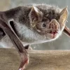 Bats.webp