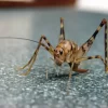 Crickets.webp