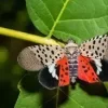Spotted-Lanternfly.webp