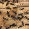 ants.webp