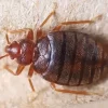 bed-bug.webp