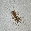 centipedes.webp