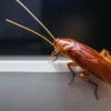 cockroaches.webp