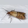 indianmeal-moth.webp