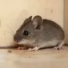 mice-1.webp