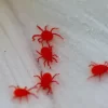 mites.webp