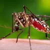 mosquitoes-3.webp