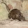 roof-rat.webp