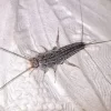 silverfish.webp
