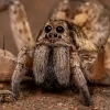 spider.webp