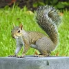 squirrels.webp