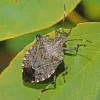 stink-bugs.webp