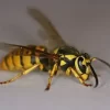 yellow-jacket.webp